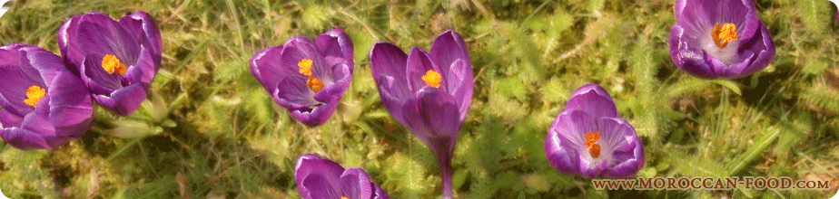 Moroccan spice saffron Moroccan spice saffron